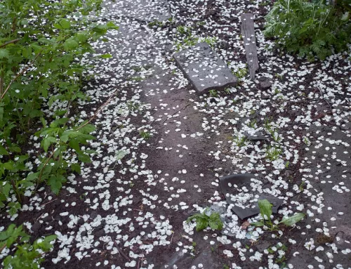 Hail Damage – What to Do If Your Windows Are Hit