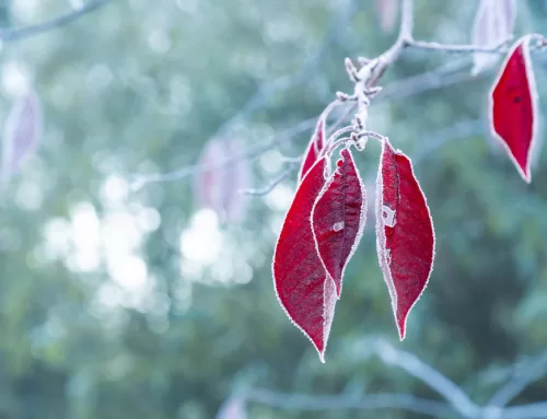 Why Alberta Drivers Should Repair Chips Before First Frost