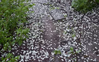 Hail Damage - What to Do If Your Windows Are Hit