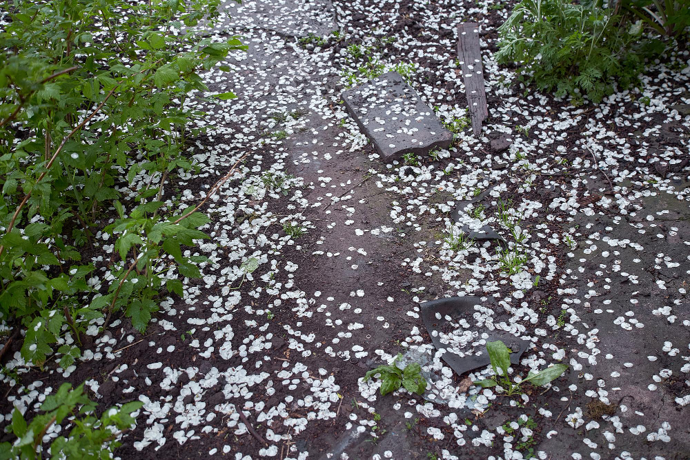 Hail Damage – What to Do If Your Windows Are Hit